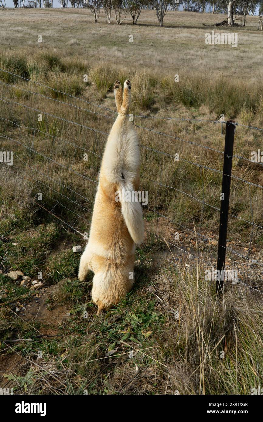 Adaminaby, nuovo Galles del Sud, Australia, 3 giugno 2024. Un grande cane selvatico abbattuto appeso ad una recinzione di agricoltori Credit PjHickox/Alamy Live News Foto Stock