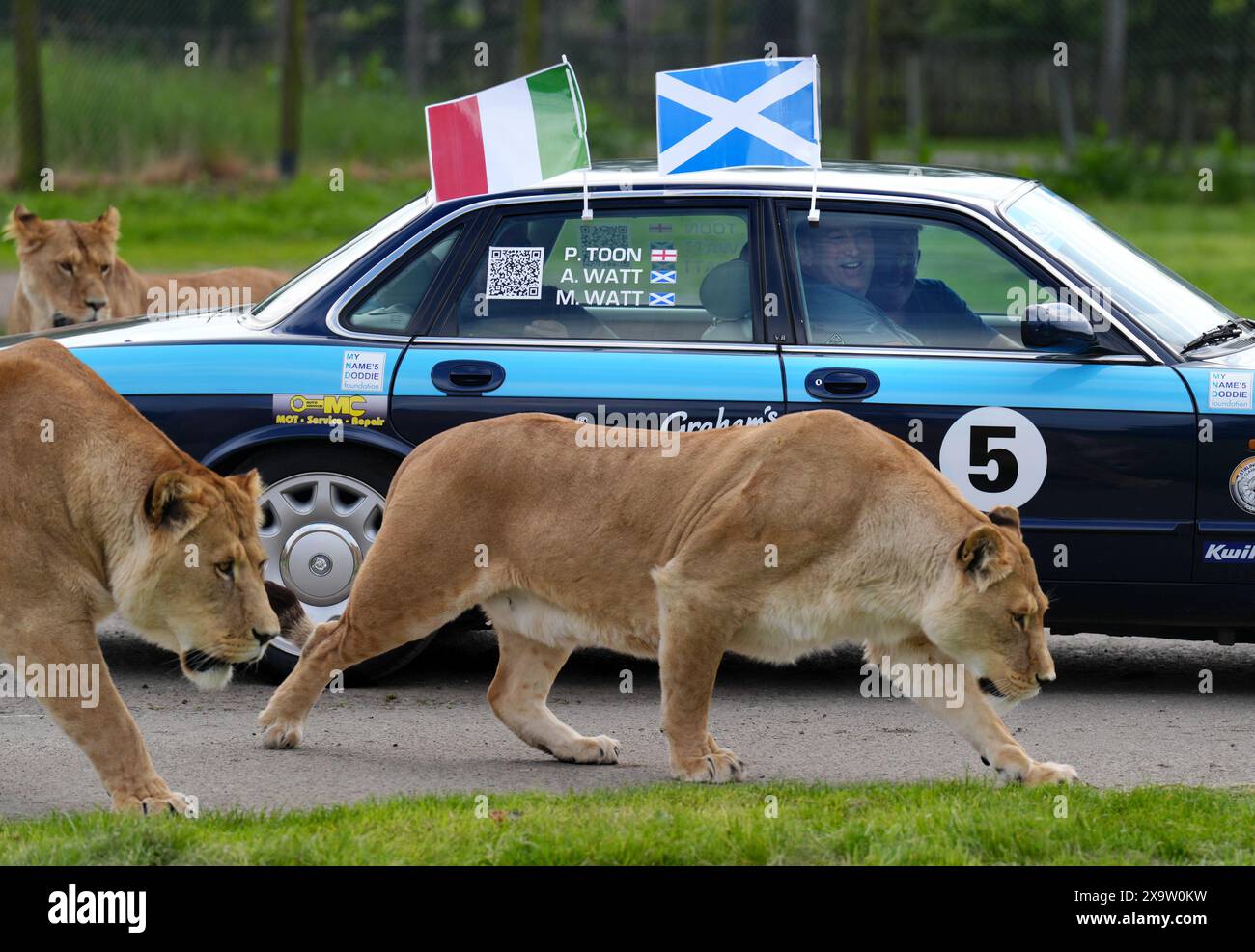 Alan Watt ex compagno di squadra di Doddie Weir con gli amici Paul Toon e Murray Watt guardano fuori dalla loro auto Jaguar mentre raccolgono supporto durante un viaggio attraverso il recinto di leoni del Blair Drummond Safari Park vicino a Stirling, prima di partire per la sfida Rust to Rome per raccogliere fondi per la Fondazione My Name'5 Doddie. Data foto: Venerdì 31 maggio 2024. Foto Stock