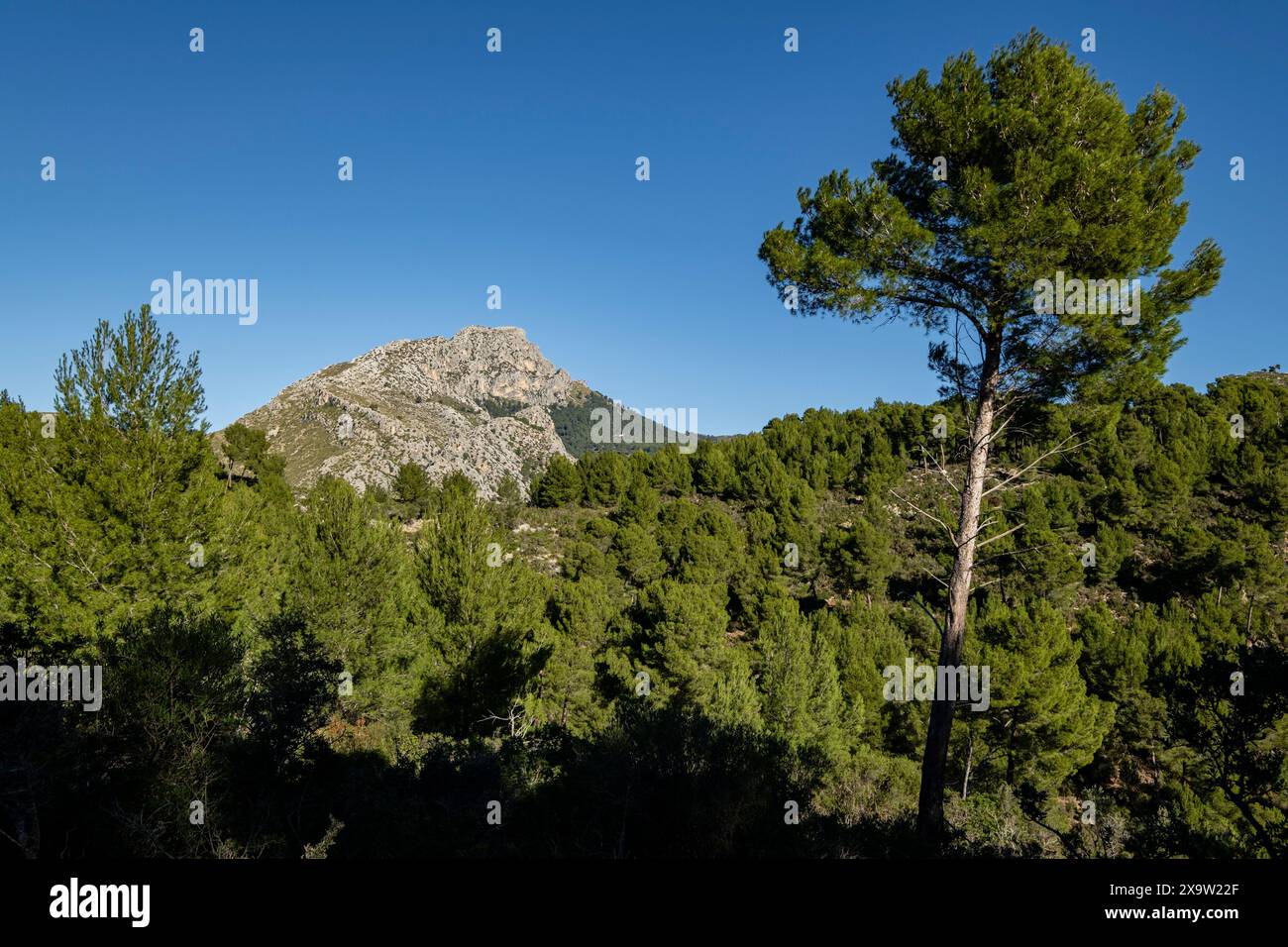 Puig de Galatzó, 1027 metros de altura, Sierra de Tramuntana, Mallorca, Isole Baleari, Spagna Foto Stock