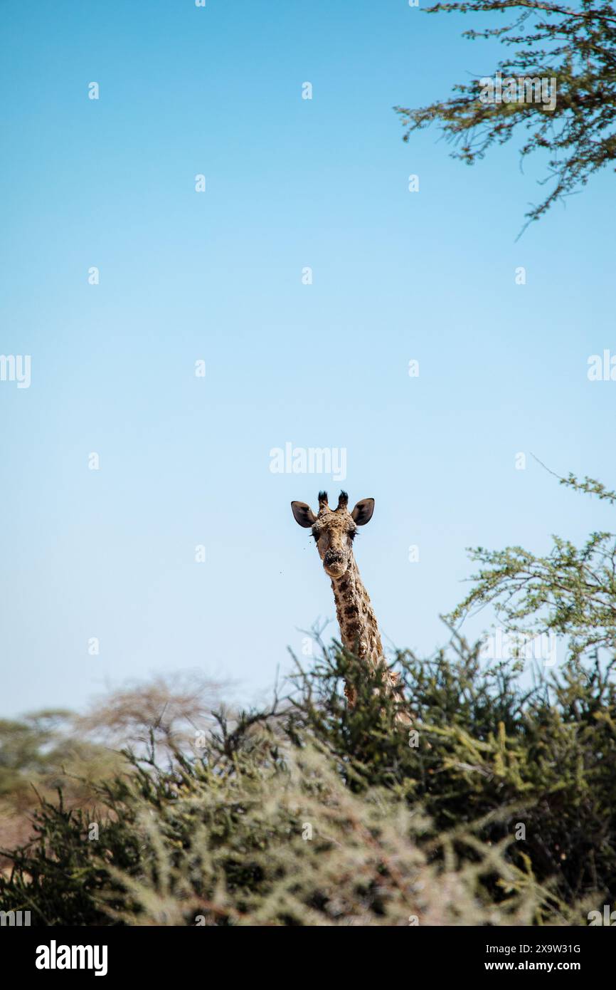 Una piccola giraffa si aggira sulle cime degli alberi, curiosamente esplorando i suoi dintorni nella natura selvaggia della Namibia. Foto Stock