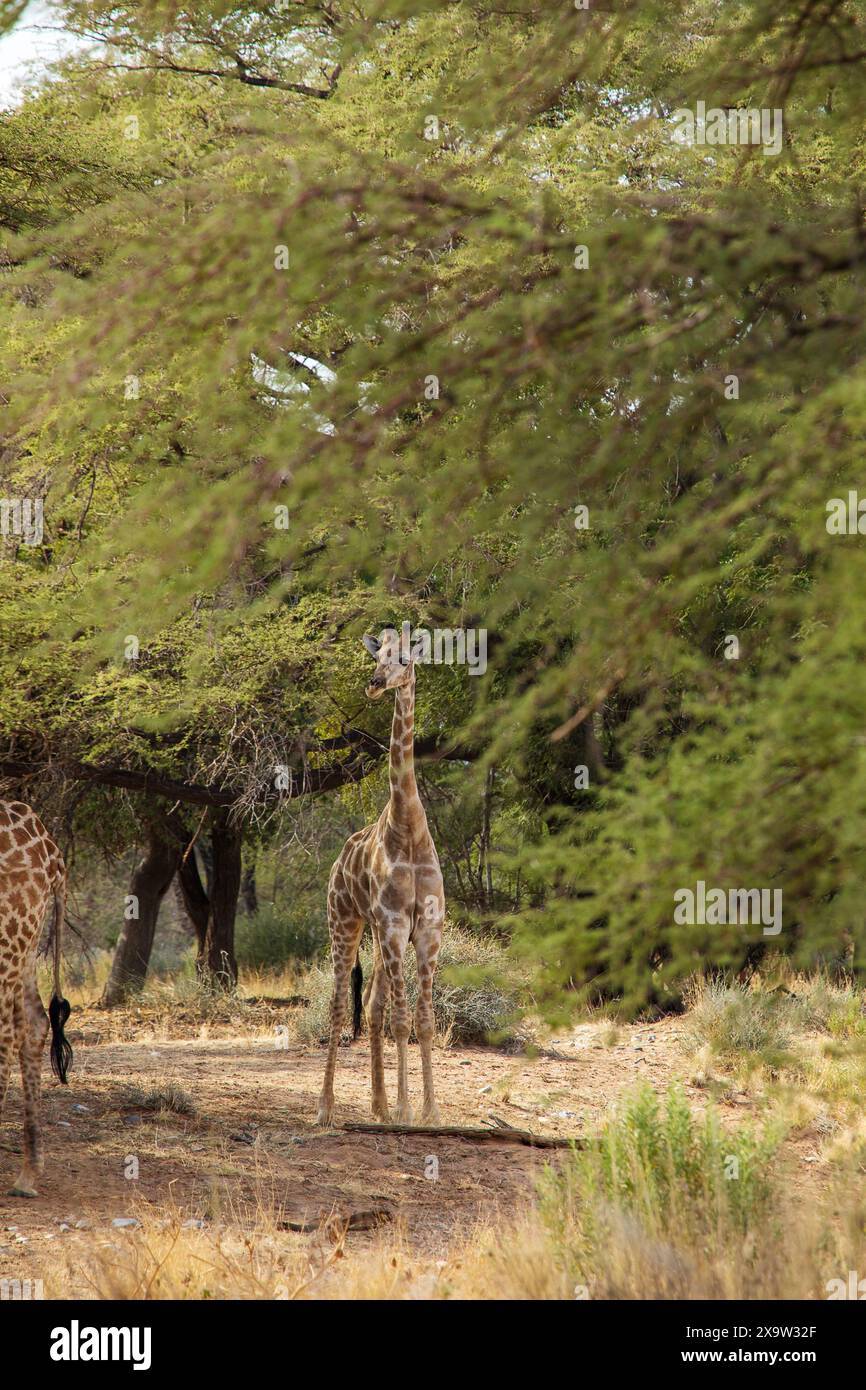 Una giraffa piccola si erge in alto nel deserto della Namibia, un simbolo di resilienza giovanile sullo sfondo arido Foto Stock