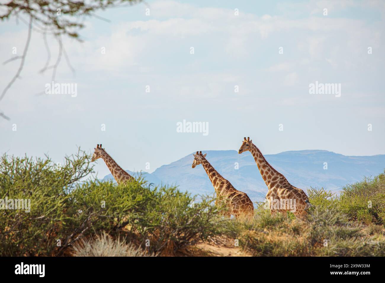 Tre giraffe attraversano aggraziatamente il cespuglio, i loro lunghi colli ondeggiano contro l'orizzonte del deserto della Namibia Foto Stock