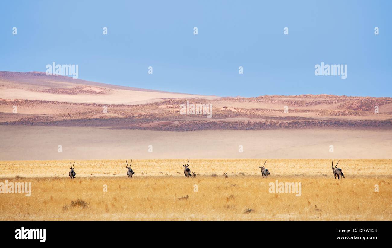 Una mandria di orici che si muove con grazia verso le dune, ben distanziata attraverso l'arida distesa del Namib Naukluft, Namibia Foto Stock