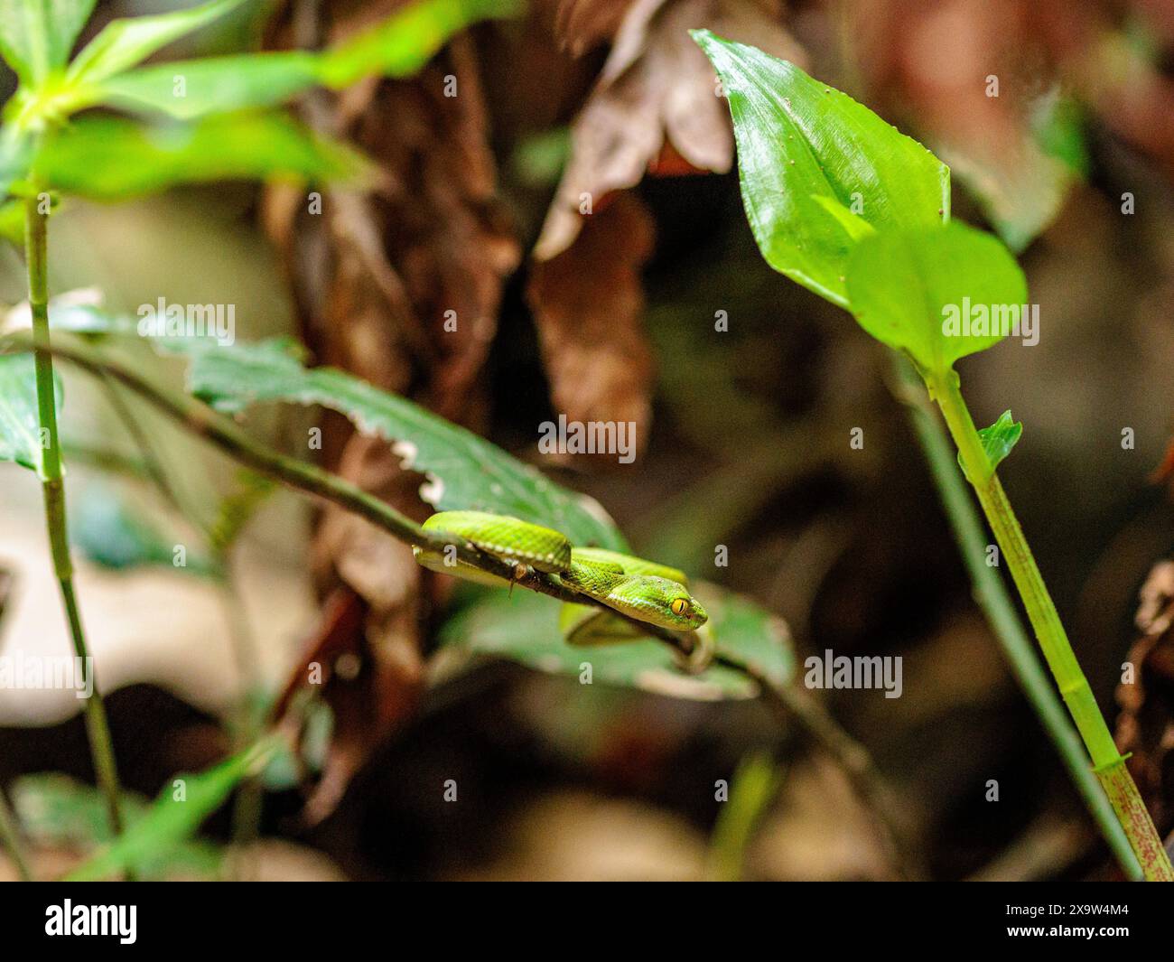 vipera verde (Trimeresurus macrops) giovanile Foto Stock