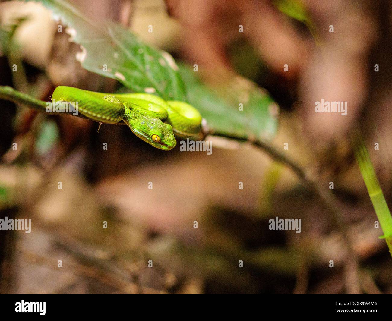 vipera verde (Trimeresurus macrops) giovanile Foto Stock