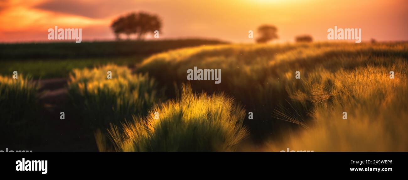 Splendido paesaggio di campagna con tramonto d'ora dorata, campo agricolo retroilluminato con colture di orzo retroilluminato dal tramonto all'orizzonte, con Foto Stock