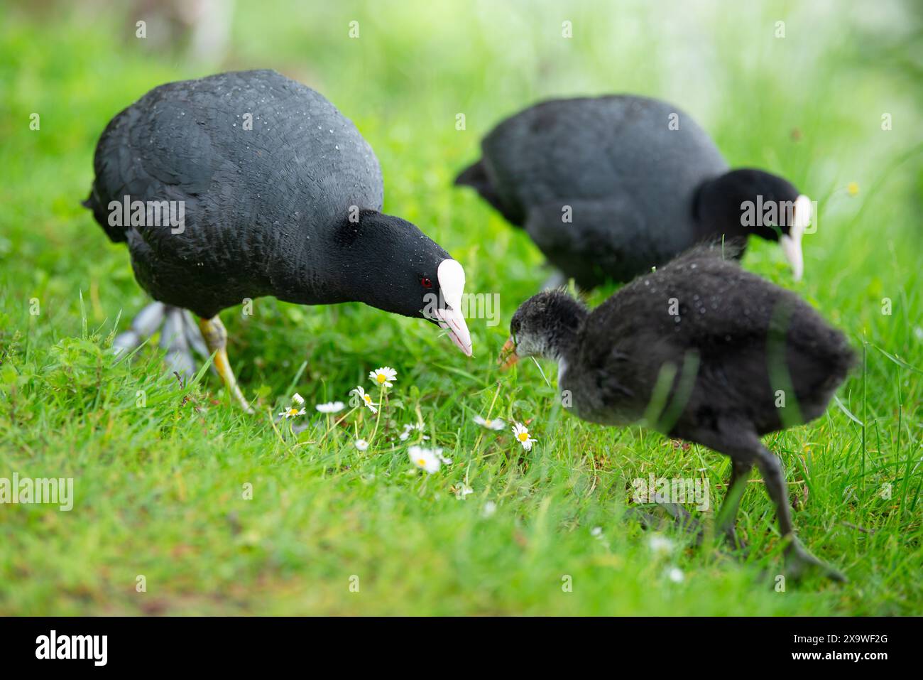 Famiglia comune di Black coot sul prato, genere Fulica, uccelli acquatici in Europa, birdwatching in natura Foto Stock