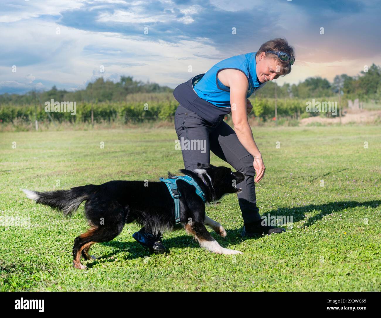 addestramento dei cani per la disciplina dell'obbedienza con un collie di confine Foto Stock