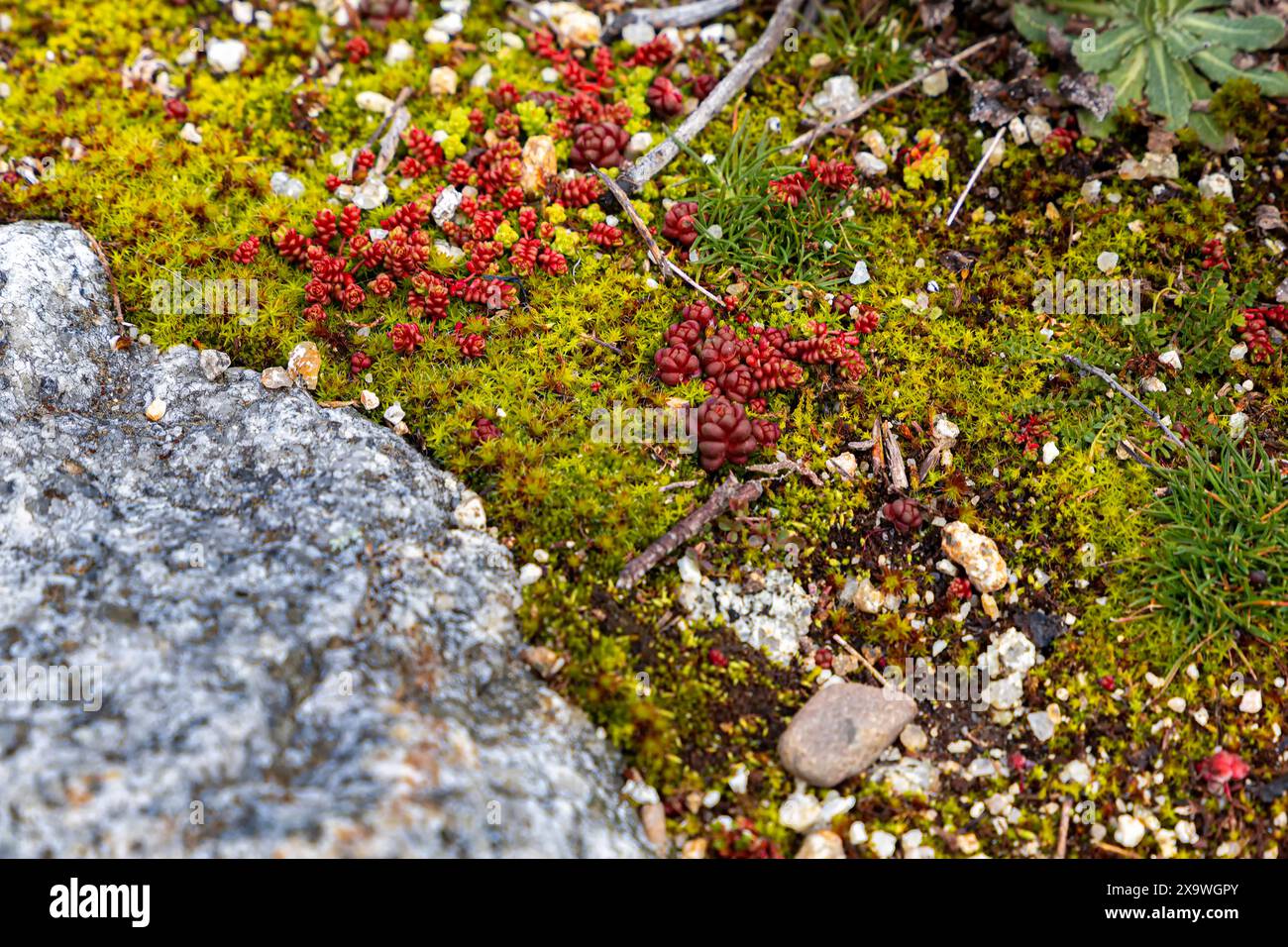 Un lembo di muschio e piante rosse chiamato stonecrop pallido (sedum sediforme). La scena è tranquilla e serena, con la roccia che fornisce un senso di stabilità Foto Stock