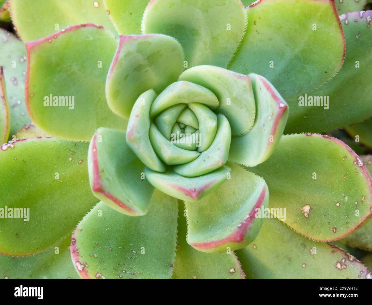 Aeonium haworthii, eonium di Haworth o rosetta succulenta pianta con foglie verdi dal bordo rosso. Simmetria in natura. Sfondo floreale. Foto Stock