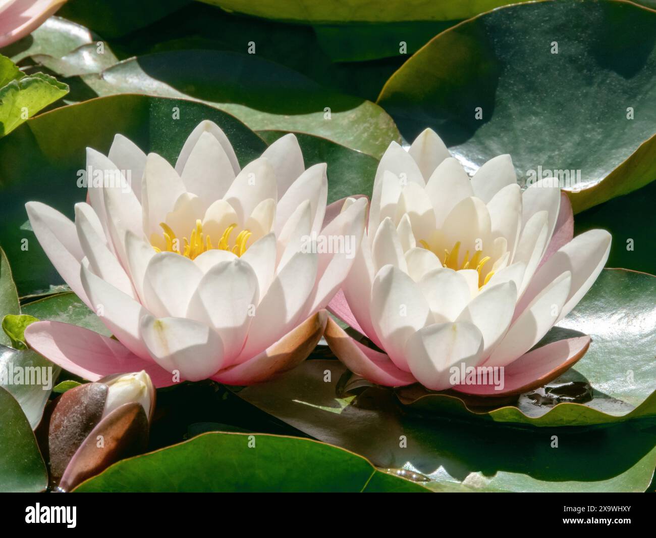 Nymphaea o ninfee di acqua bianca fiori e foglie brillanti nel laghetto del giardino. Foto Stock