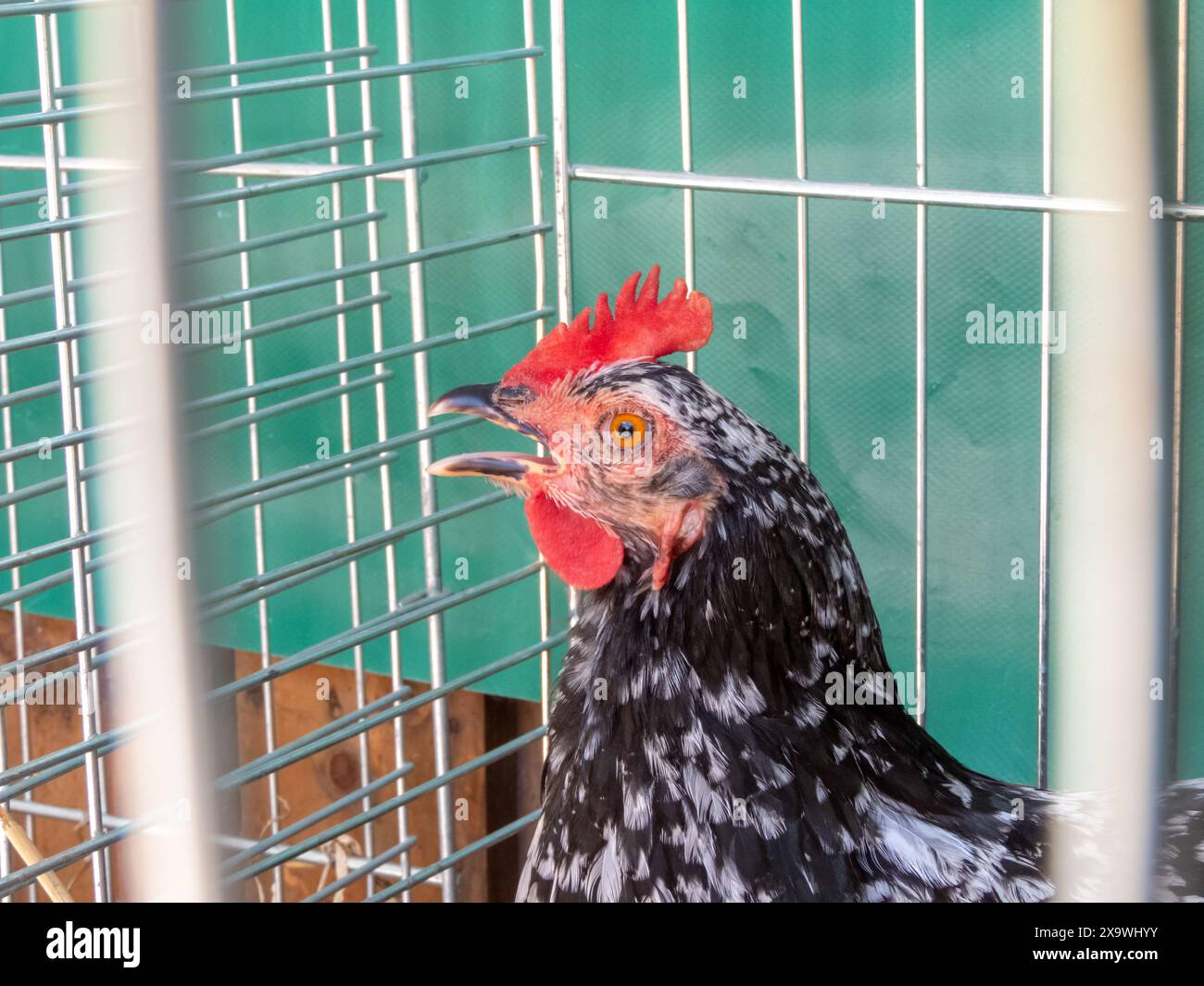 Gallina macchiata in bianco e nero in una gabbia fatta di aste metalliche. Pollo femminile. Gallus gallus domesticus. Foto Stock