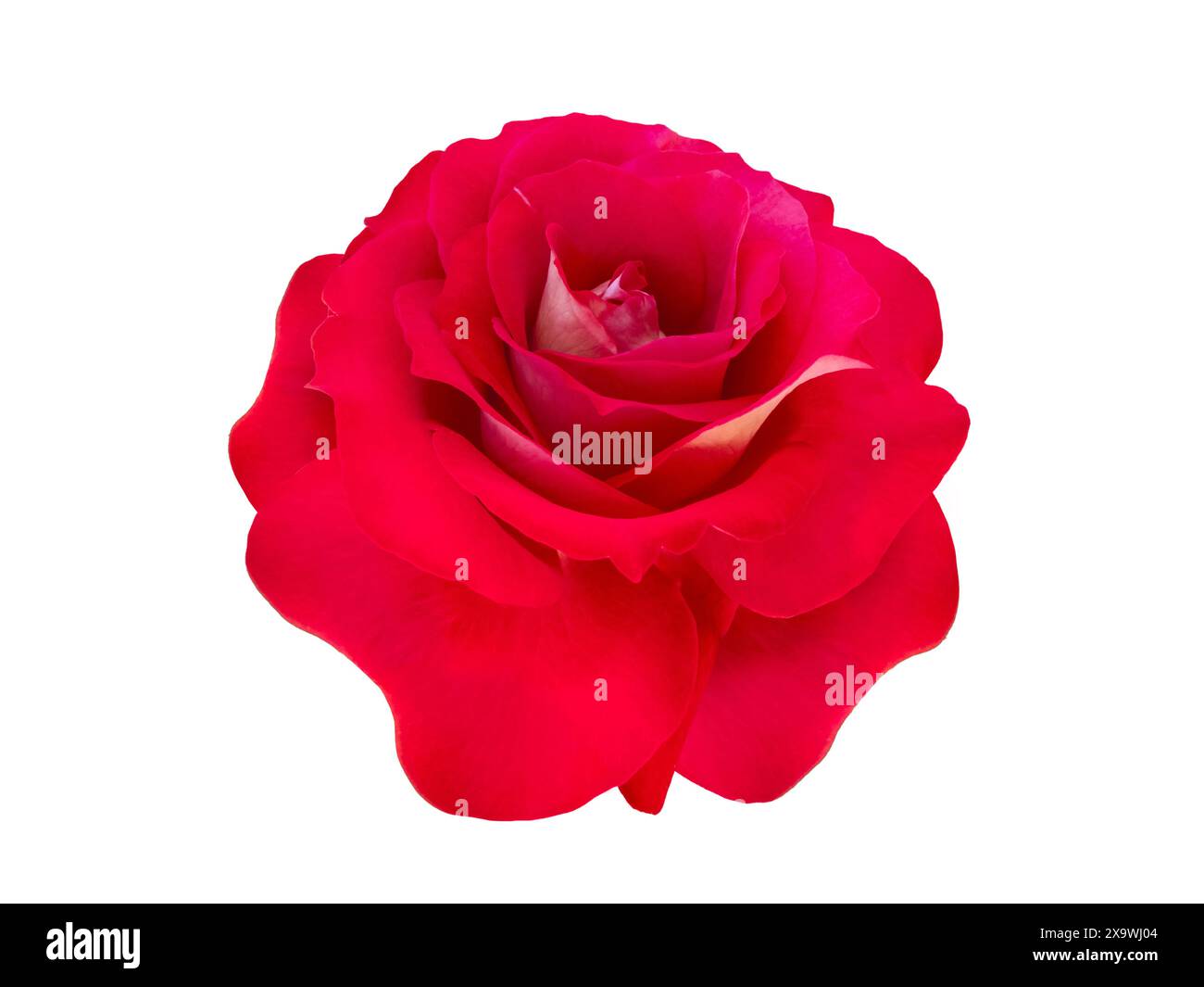 Fiore di rosa rosso isolato su bianco. Elegante fiore ibrido di rose da tè. Classica forma a fiore di rosa. Foto Stock