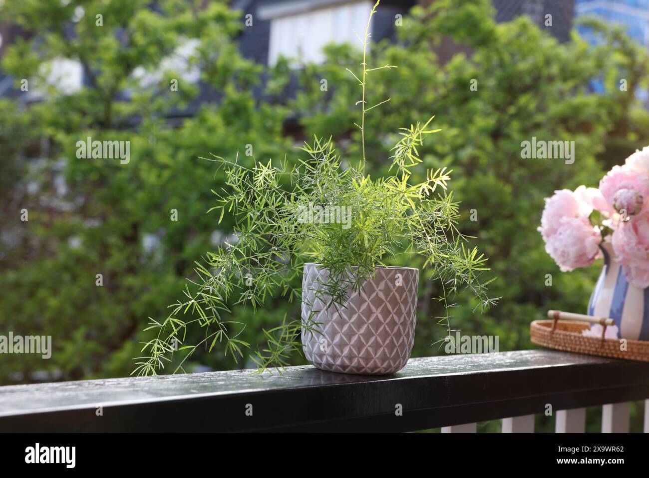 Giardino con balcone. Bella pianta in vaso su ringhiere all'aperto Foto Stock