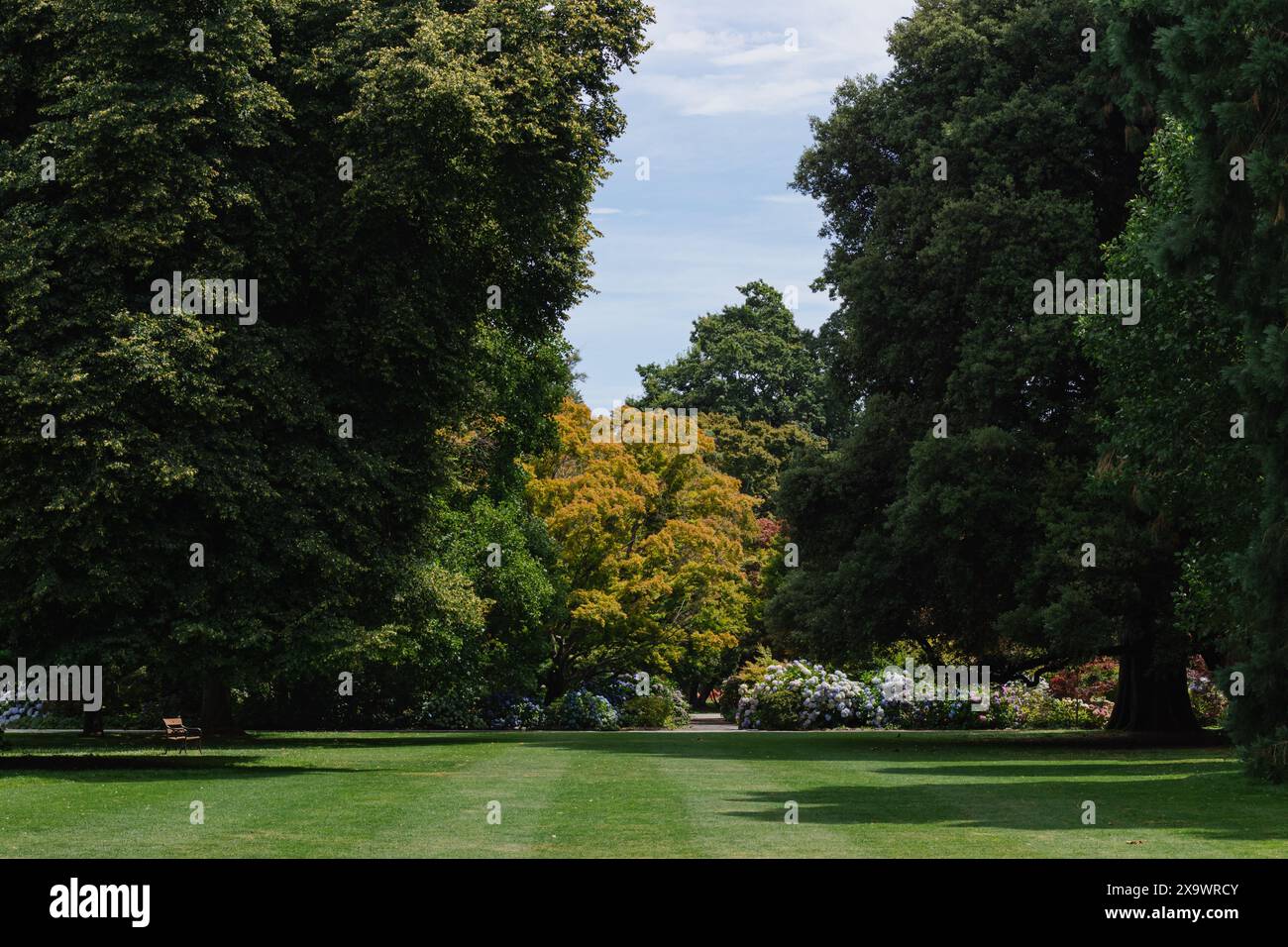 Lush Green Park con alberi nuova Zelanda Estate fuori pomeriggio senza persone Foto Stock