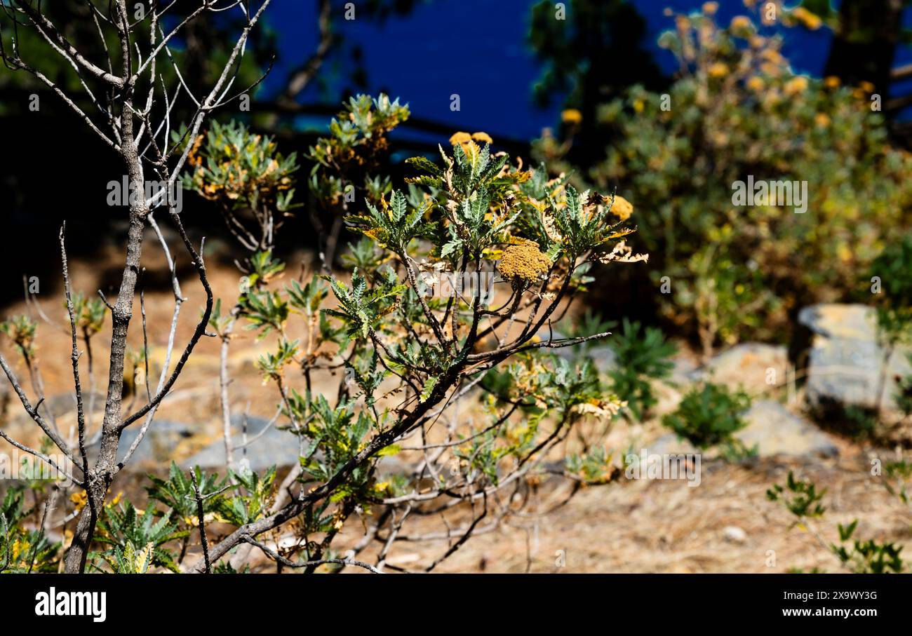 Gonospermum canariense (faro herreño), una pianta nativa endemica di El Hierro e la palma, fiorita in estate, El Hierro, Isole Canarie, Spagna Foto Stock