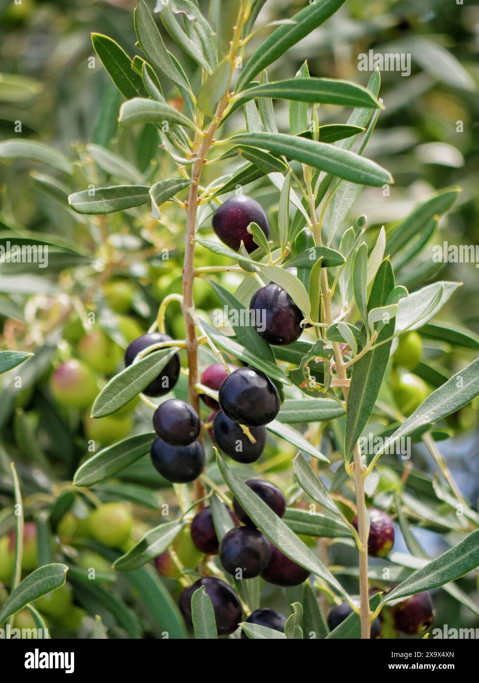 Molte olive crescono sull'albero. Soleggiata giornata estiva in Sardegna. Foto Stock