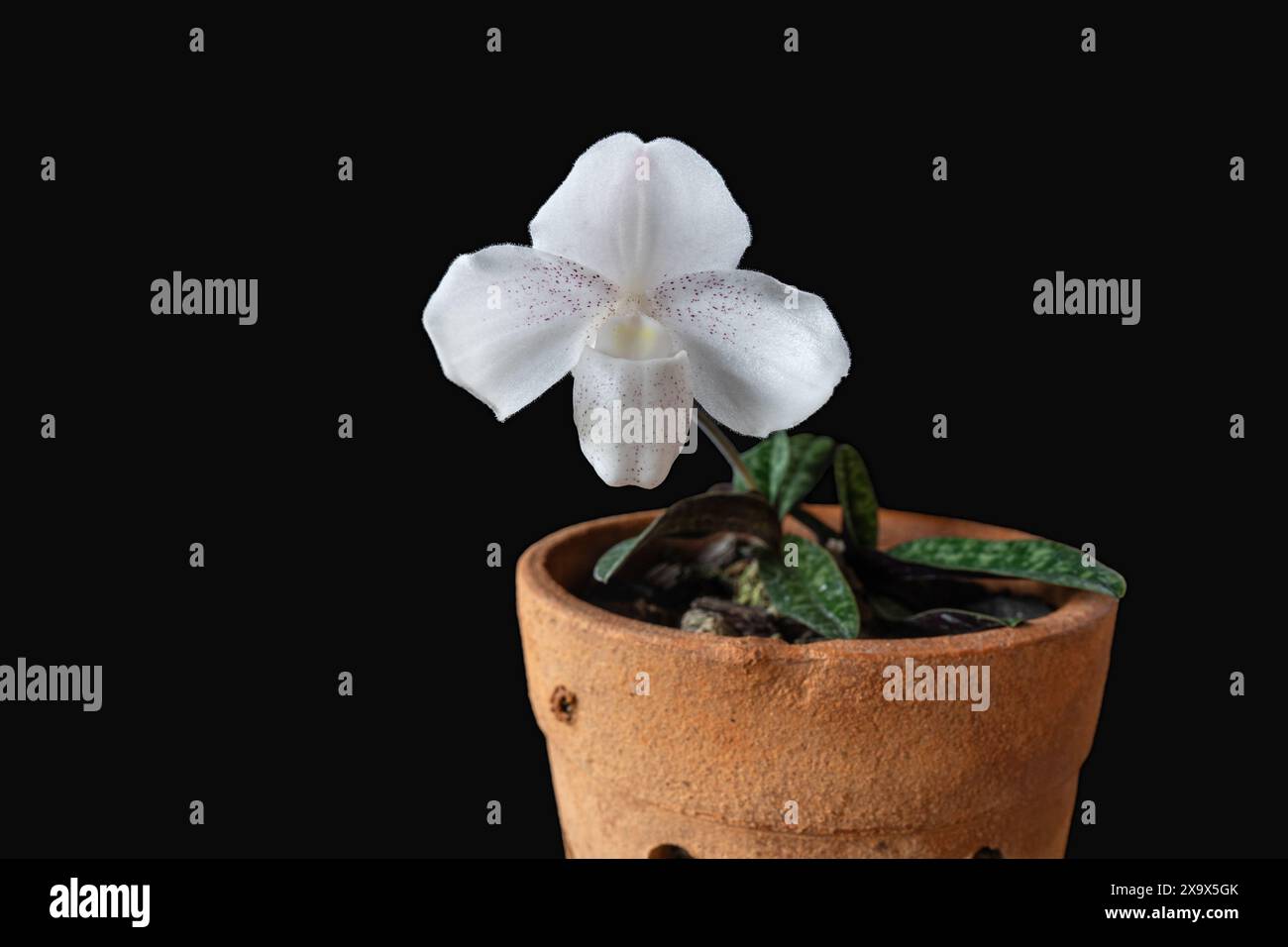 Vista ravvicinata dell'orchidea paphiopedilum niveum in fiore bianca in vaso isolata su sfondo nero Foto Stock