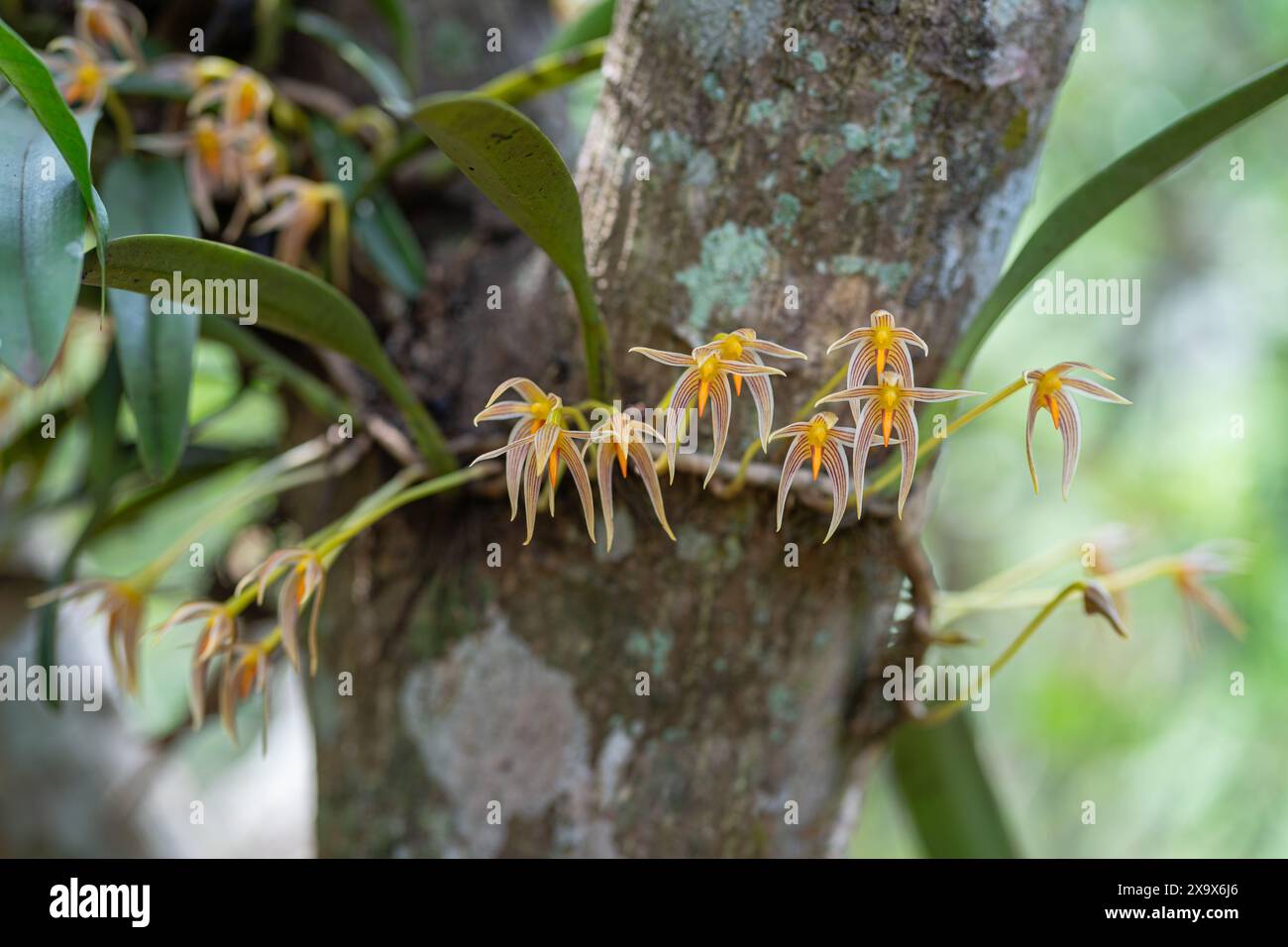 Vista ravvicinata delle specie di orchidee epifitiche tropicali bulbophyllum affine fiori e foglie all'aperto su sfondo naturale Foto Stock