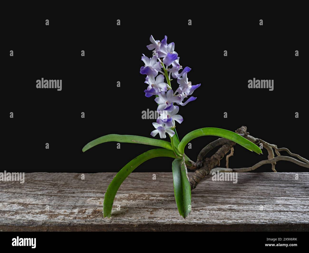 Vista ravvicinata dei fiori viola blu e bianchi delle specie di orchidee epifitiche in fiore di rhynchostylis coelestris isolate su sfondo nero Foto Stock