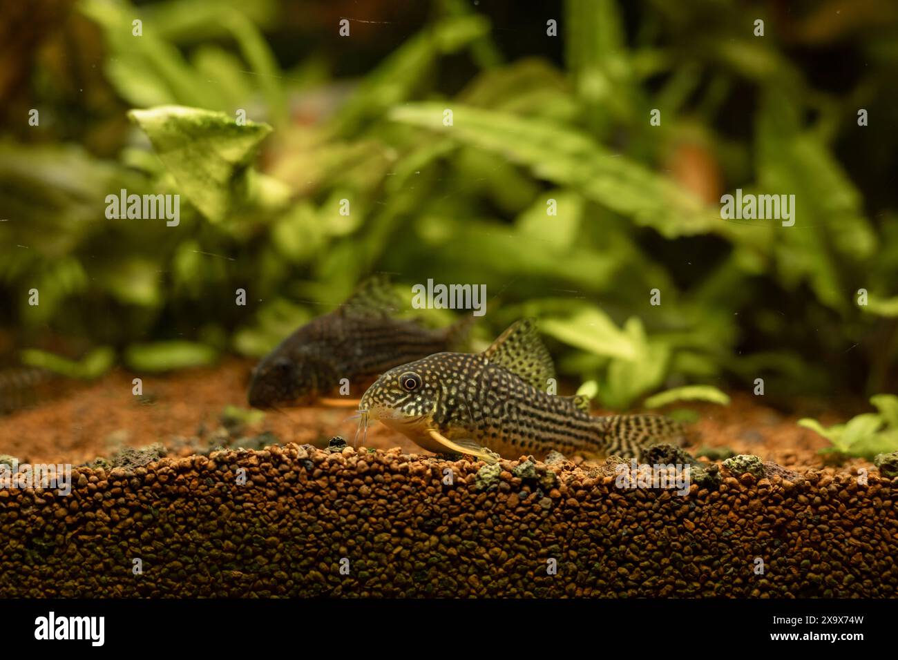 Pesce giallo nell'acquario. Acquaristica a casa. Un hobby per l'anima. Foto di alta qualità Foto Stock