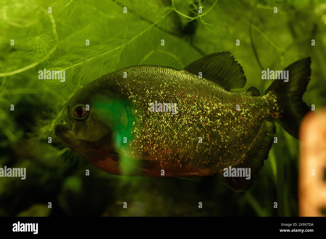 Pesce giallo nell'acquario. Acquaristica a casa. Un hobby per l'anima. Foto di alta qualità Foto Stock