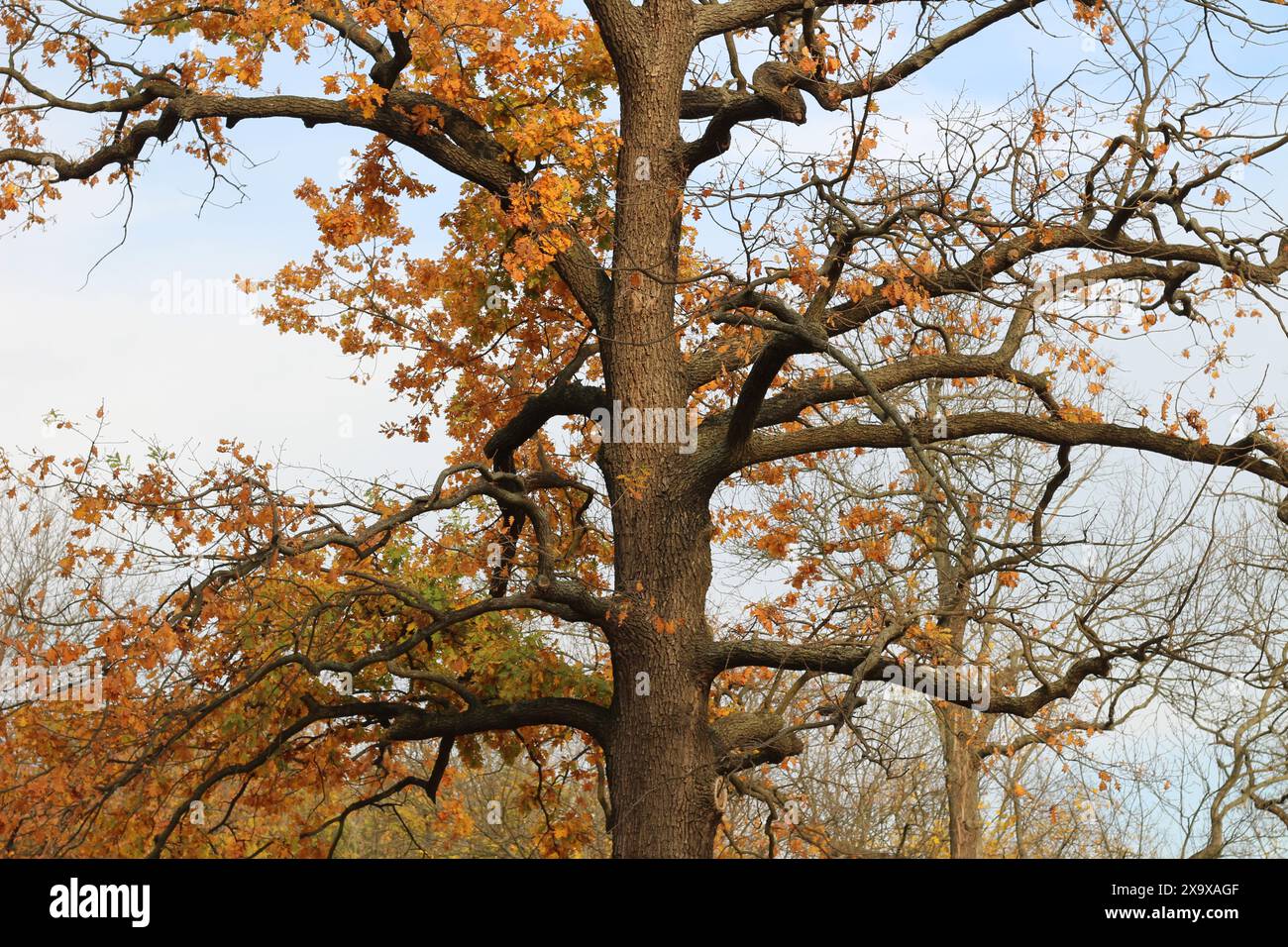 Quercia solitaria con foglie cadute. Luminoso parco autunnale. Foto Stock