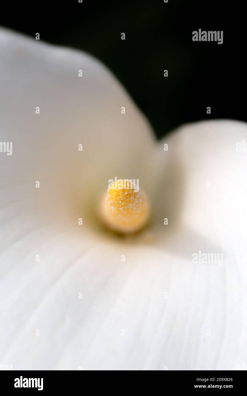 Vista astratta di un fiore bianco di giglio di Arum (Zantedeschia aethiopica) con messa a fuoco differenziale Foto Stock