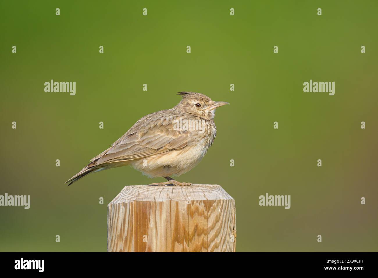 Un Lark Crested in piedi su un palo di legno, giorno di sole in primavera, Austria Foto Stock