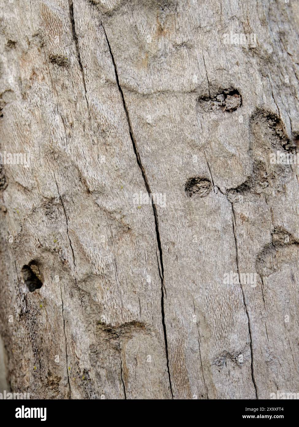Macro-fotografia dei segni di uccelli e parassiti su un tronco di albero di ontano morto, catturato in una foresta nelle montagne andine orientali in Colombia Foto Stock