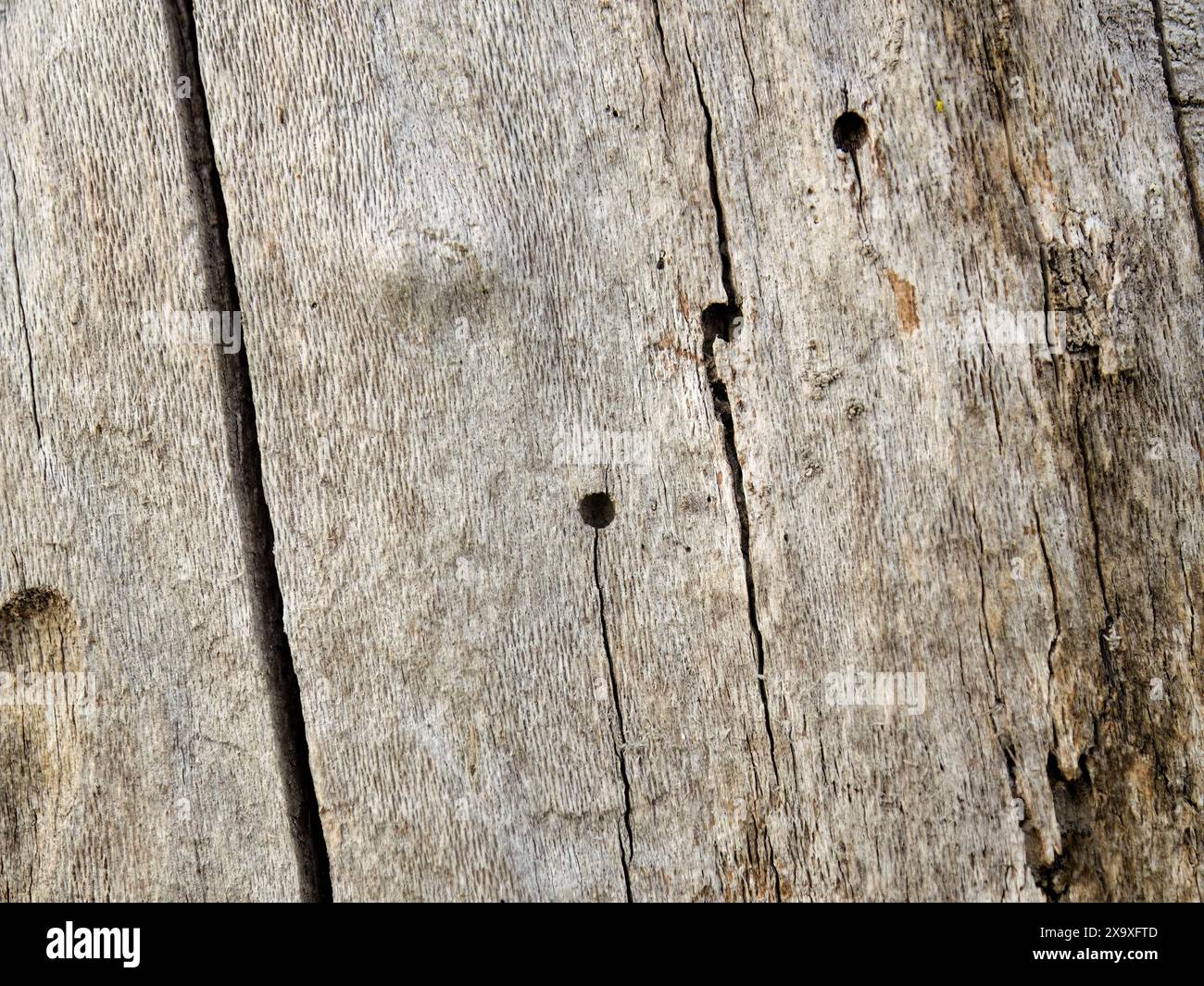 Macro-fotografia dei segni di uccelli e parassiti su un tronco di albero di ontano morto, catturato in una foresta nelle montagne andine orientali in Colombia Foto Stock