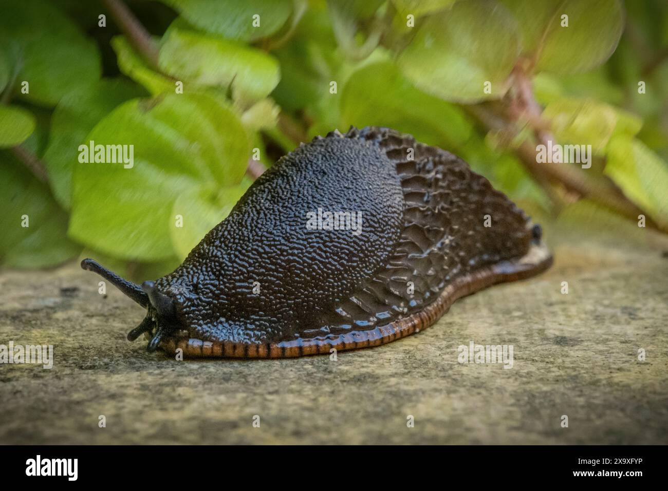 Una lumaca emerge dalla vegetazione per strisciare attraverso un sentiero del giardino. Foto Stock