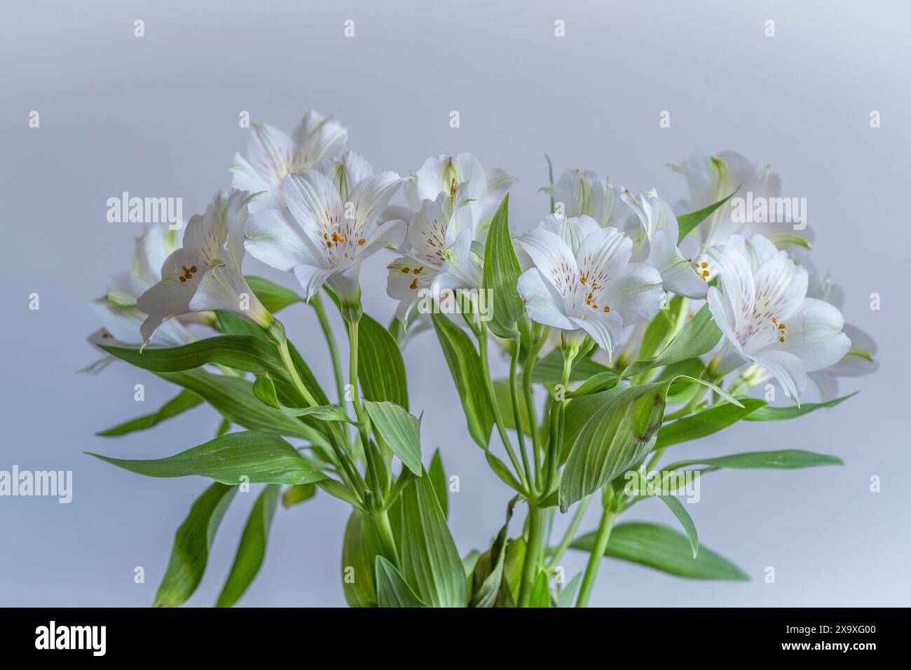 Un mucchio di Alstroemeria bianca. Foto Stock