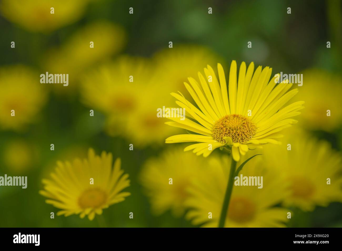 La rovina del leopardo dalle foglie del platano. Foto Stock