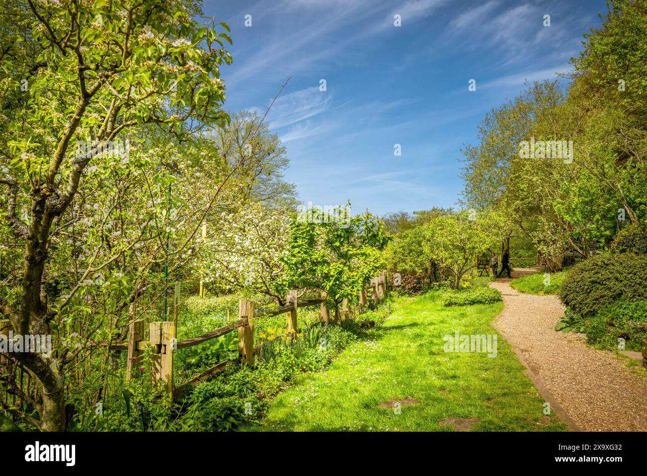 Un bellissimo giardino naturale in primavera. Foto Stock