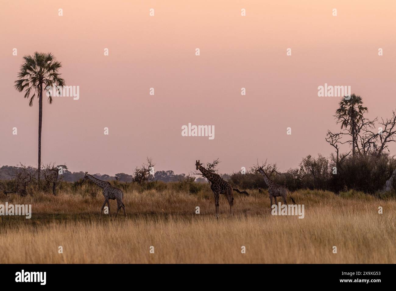 Un gruppo di tre giraffe nel Delta dell'Okavango, Botswana. Foto Stock