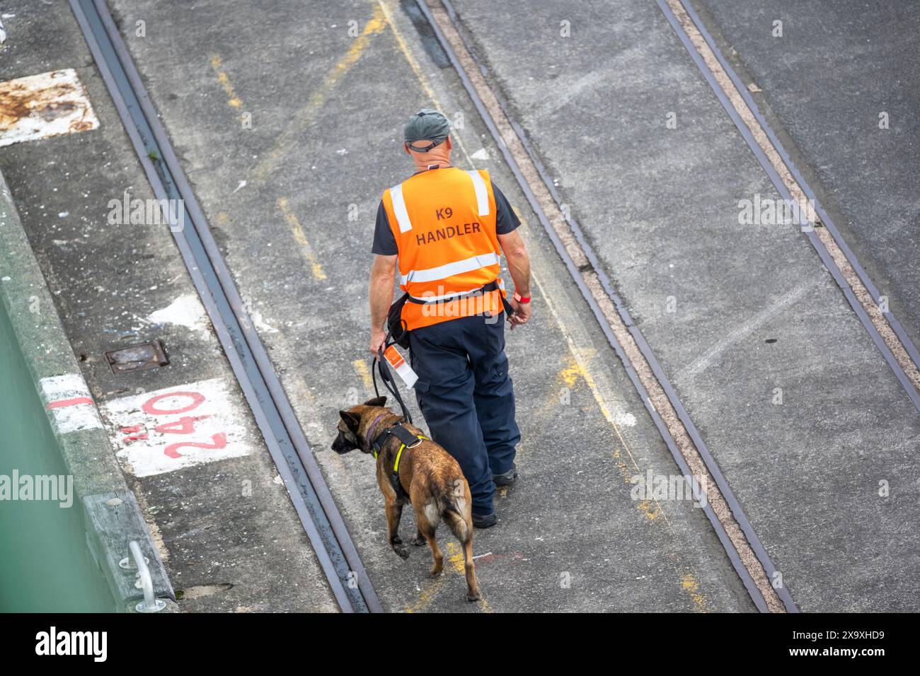 Cane da guardia di sicurezza al lavoro. Foto Stock