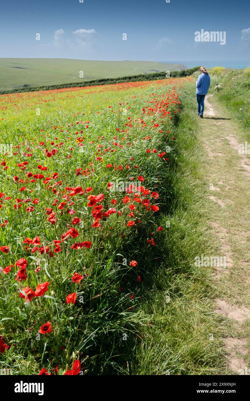 Un visitatore che guarda gli spettacolari campi di papavero su West Pentire a Newquay in Cornovaglia. Foto Stock