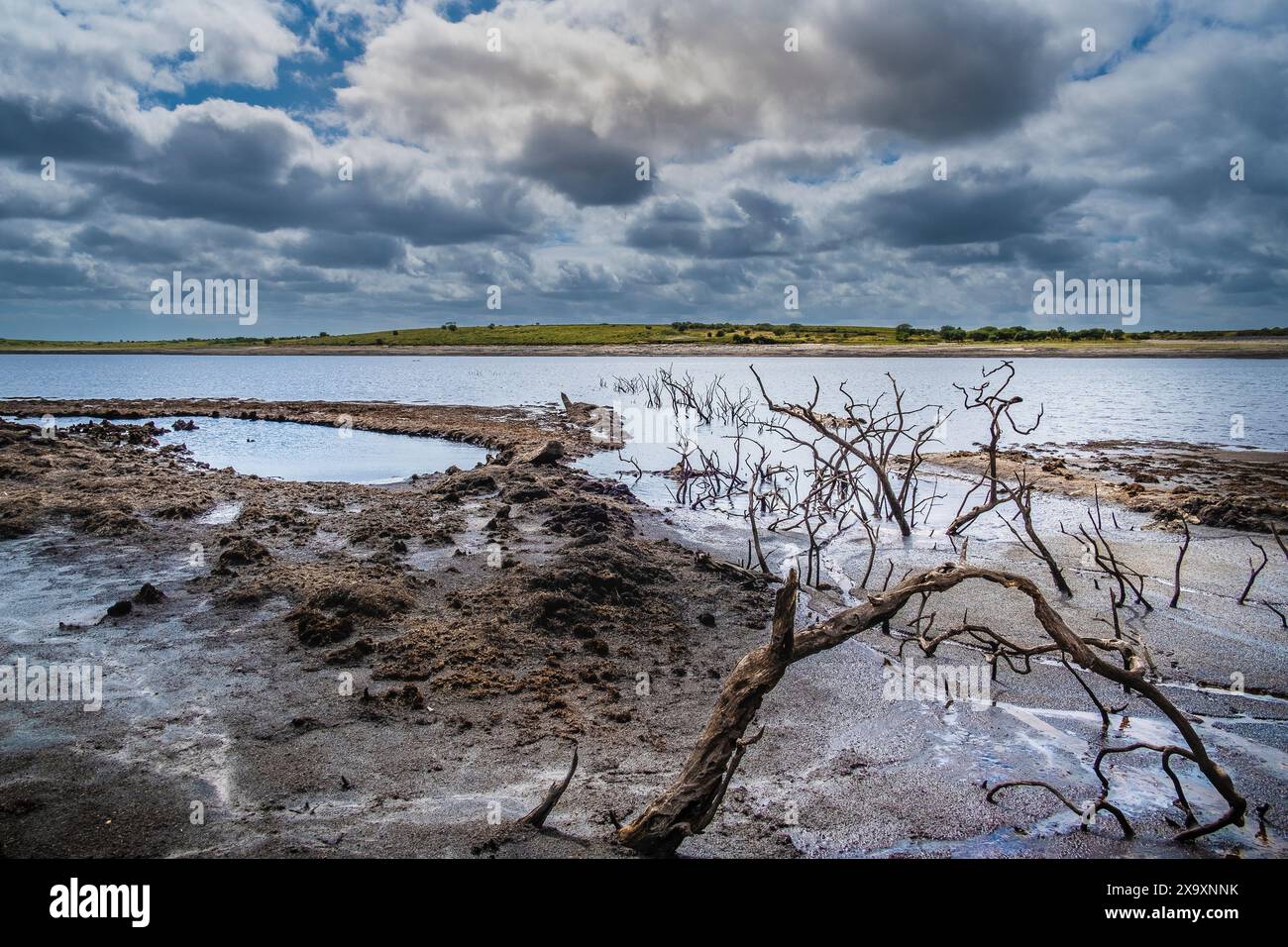 Vecchi alberi morti contorti ed esposti alla caduta del livello dell'acqua causata da gravi condizioni di siccità nel lago artificiale di Colliford, a Bodmin Moor, in Cornovaglia, nel Regno Unito. Foto Stock