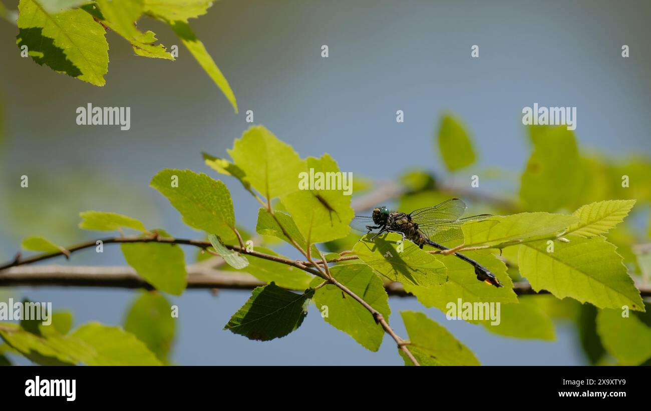 La libellula a coda di cavallo arroccata su una foglia in South Carolina Foto Stock