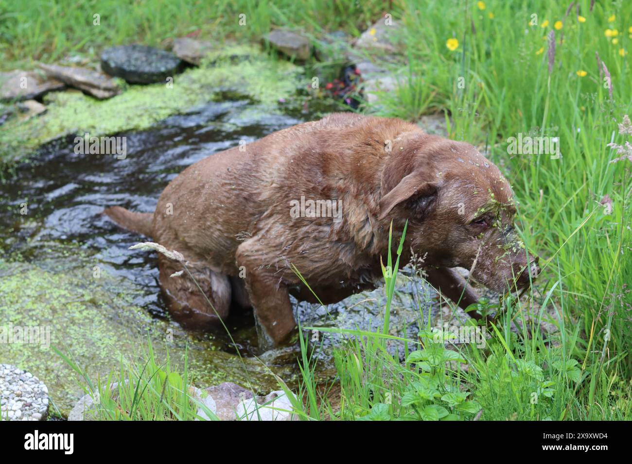 Cane marrone grande che cerca di uscire da un canile nel giardino Foto Stock