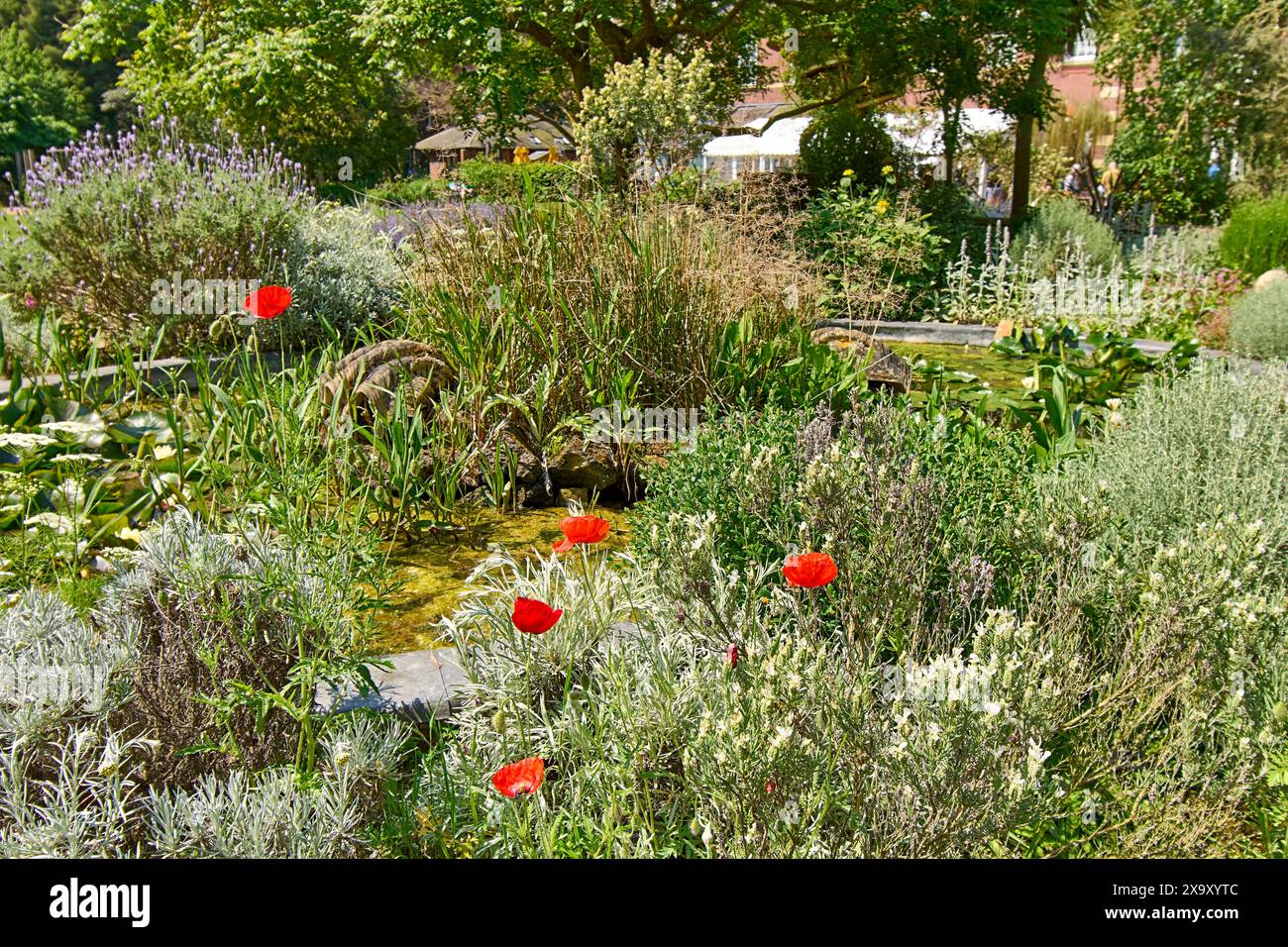 Chelsea Physic Garden il laghetto e i fiori viola di lavanda e i papaveri rossi in primavera Foto Stock