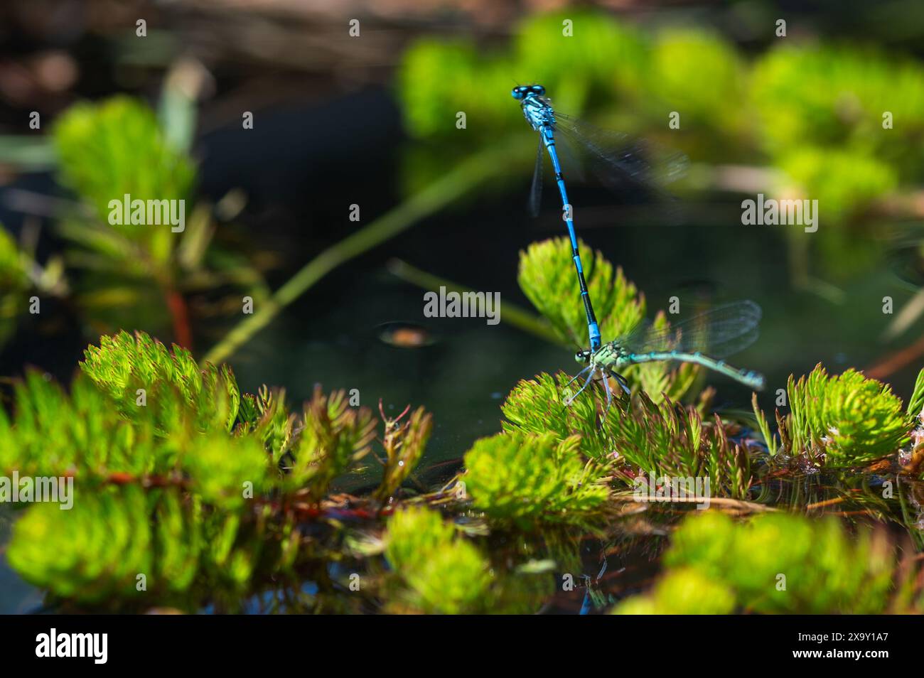 Le Damselfanie azzurre si accoppiano sulla superficie di uno stagno tra piante verdi di stagno in una soleggiata giornata estiva. Coenagrion Puella. Foto Stock