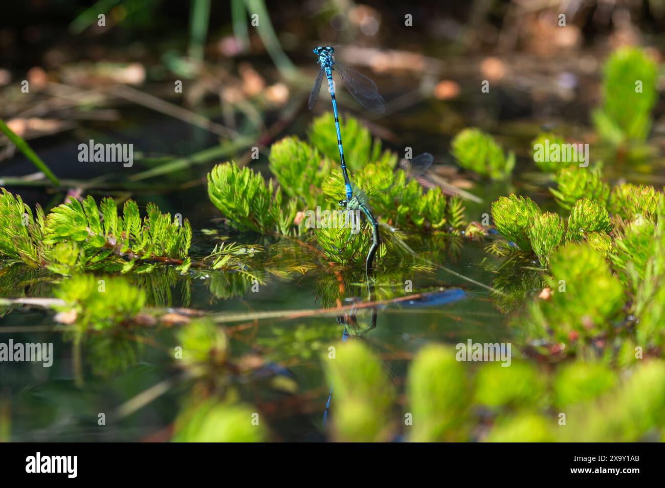 Le Damselfanie azzurre si accoppiano sulla superficie di uno stagno tra piante verdi di stagno in una soleggiata giornata estiva. Coenagrion Puella. Foto Stock