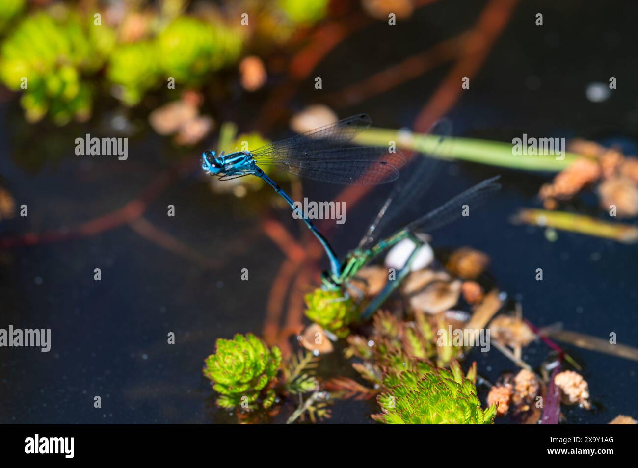 Le Damselfanie azzurre si accoppiano sulla superficie di uno stagno tra piante verdi di stagno in una soleggiata giornata estiva. Coenagrion Puella. Foto Stock