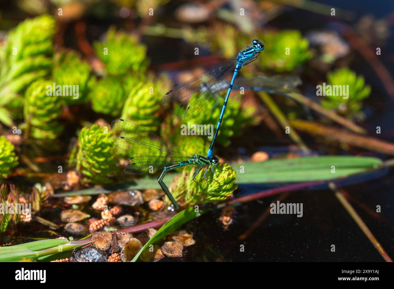 Le Damselfanie azzurre si accoppiano sulla superficie di uno stagno tra piante verdi di stagno in una soleggiata giornata estiva. Coenagrion Puella. Foto Stock