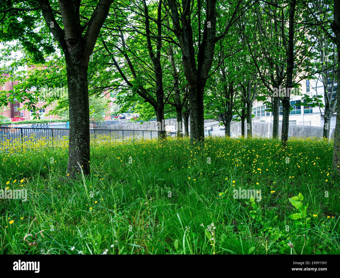 Leeds è un luogo di inaspettata bellezza in una zona trafficata della città, con bellissime tazze che crescono sotto un baldacchino di alberi. Foto Stock