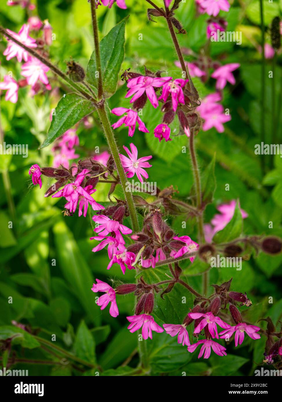 Silene flos-cuculi (SYN. Lychnis flos-cuculi), comunemente chiamato Rragged-robin. Una pianta erbacea perenne, con fiori rosa e un aspetto irregolari Foto Stock