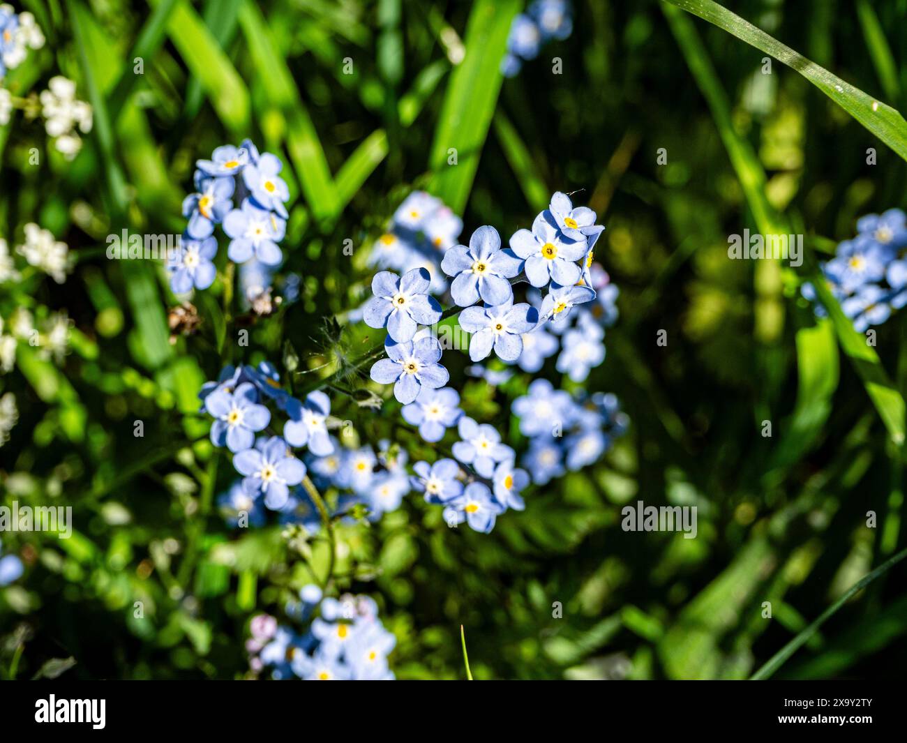 I Myosotis/Forget-me-knots sono piante annuali o perenni, erbacee, fiorite con fiori actinomorfi pentamerici con cinque sepali e petali. Foto Stock