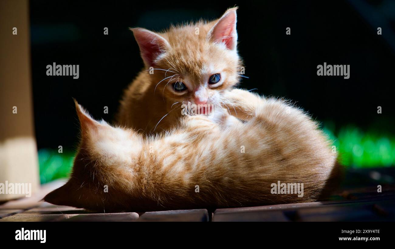 Gattino giallo. Gattini gialli che giocano in giardino. Gattino giallo randagio. Foto Stock